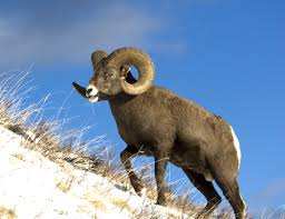 Pin By Lean Marie On Canadian Animals Canadian Animals Big Horn Sheep Animals