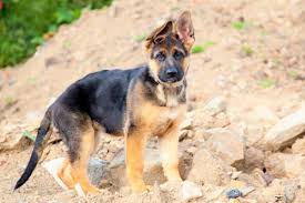 The litter of five is akc registered. Best German Shepherd Breeders 2021 10 Places To Find German Shepherd Puppies For Sale Bubbly Pet
