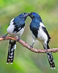 The Magpie Tanager Cissopis Leverianus Is A South American Species Of Tanager It Is The Only Member Of The Monotypic Genus Cissopis As Su Birds Birds