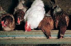 See more ideas about chickens backyard, raising chickens, chickens. Pet Pests And Their Control Agriculture And Food