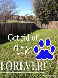 How To Get Rid Of Fleas Naturally Forever Well Groomed Home Fleas Fleas In Yard Flea Treatment