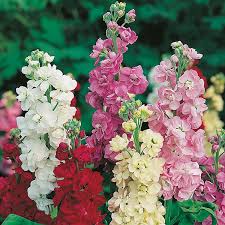 Image result for Matthiola