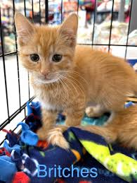 If I could change one thing about Castro Valley, it would be... 🤔🤔🤔