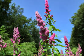 Image result for Spiraea billardii