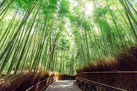Maybe you would like to learn more about one of these? Japanese Bamboo Garden Abc News Australian Broadcasting Corporation