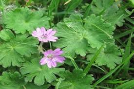 Purple flowers symbolize a lot of great things in life such as dignity, success, and even pride. Easy Guide To Identify Common Flowering Lawn Weeds Lawnscience
