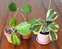Maybe you would like to learn more about one of these? The Top 5 Hoya Care Mistakes How To Correct Them Stamen Stem