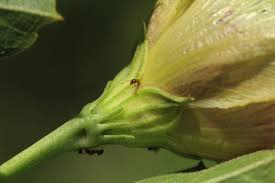 Image result for Cienfuegosia hildebrandtii