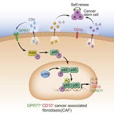 Remission may be partial, meaning the overall cancer burden has been reduced by at least 50%, or it may be complete, meaning the cancer has become undetectable to any readily available screening test. Cd10 Gpr77 Cancer Associated Fibroblasts Promote Cancer Formation And Chemoresistance By Sustaining Cancer Stemness Sciencedirect