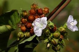 Image result for Jacquemontia paniculata