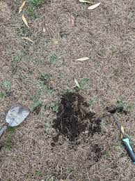 How To Improve Lawn With Brown Patches Bunnings Workshop Community