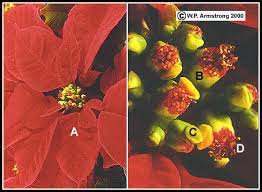 Inflorescence Terminology Part 2