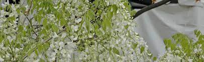 Maybe you would like to learn more about one of these? Transplanting Wisteria And Starting From Seed Melinda Myers