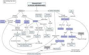 Membrane Transport Concept Map Time Zones Map Concept Map Membrane Map