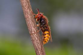 It spawns every 10 minutes with a 20% chance. How To Get Rid Of Hornets Near Your House Hornet Nest Removal