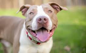 Maybe you would like to learn more about one of these? Pitbullinfo Org Pit Bulls Facts Information And Statistics About Pitbull Type Dogs
