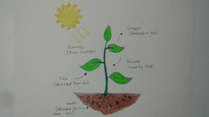 Get your child started on coding early! How To Draw Photosynthesis Science Drawing For Kids Youtube