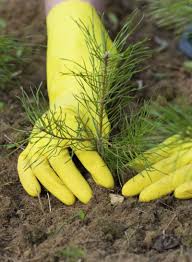 Fidanı çukura koyduktan sonra çukuru önce üst. Cam Fidani Dikimi Uzmanlardan Ipuclari Bir Camin Nasil Nakledilecegi