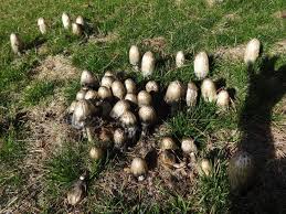 In order for you to see the small spores it would have to be under a. Shaggy Mane Imposter Could Ruin Mushroomer S Day The Spokesman Review