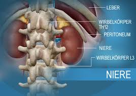 Nieren