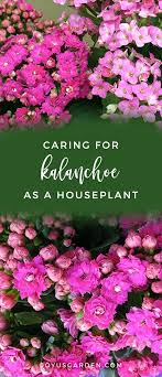 Kalanchoe Care As A Houseplant In The Garden Kalanchoe Flowers House Plants Plant Care Houseplant