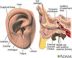 Some of the potential causes of a bleeding ear include trauma, a cut, an ear infection, an object. Ear Emergencies Medlineplus Medical Encyclopedia