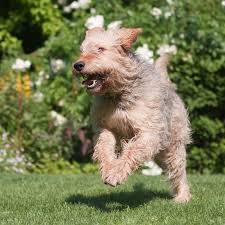 16 Otterhound Rare Dogs Rare Dog Breeds Otterhound