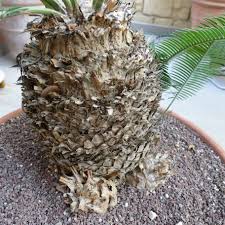 Image result for Ocimum angustifolium