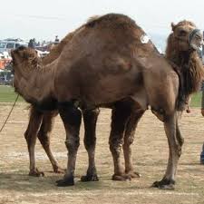 We all studied in our childhood maybe in some 2nd or 3rd standard that generally camels have 2 hump excluding the bactrian breed which have single hump, and having three hump. Maya The Female Single Hump Camel Download Scientific Diagram