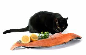 Salmon is not traditionally eaten raw in japan because pacific salmon usually has parasites that make it undesirable to eat raw. Can Cats Eat Salmon 3 Types Of Salmon Is It Best