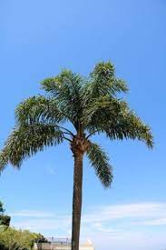 Queen Palm Care Learn How To Grow A Queen Palm Queen Palm Tree Small Palm Trees Palm Tree Care