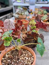 Image result for Begonia rostrata