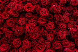 We have an extensive collection of amazing background images carefully chosen by our community. Red Rose Wallpaper Wild Country Fine Arts