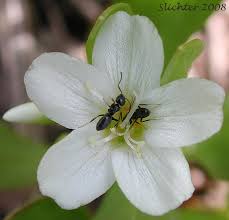 Image result for Montiniaceae