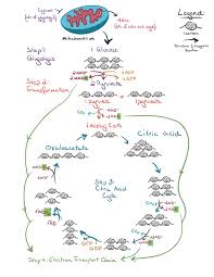 The Citric Acid Cycle Article Khan Academy