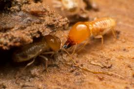 Discover the powerful termite control treatment options from new jersey's leading provider of pest services. Termite Control Nj Keep Your New Jersey Home Sound And Intact