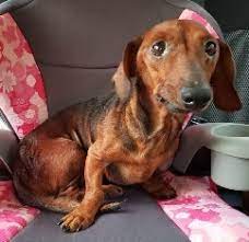 It's also free to list your puppies and litters on our site. Dog For Adoption Cory Caterpillar A Dachshund In Houston Tx Petfinder