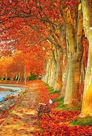 Autumn Forest Tree Leaves Road Photo Background Backdrop Autumn Landscape Autumn Scenery Autumn Scenes