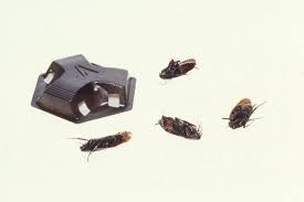 Welcome to the home page of advanced pest services. Jasper Al Advanced Pest Control Of Alabama