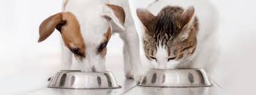 Just like people, cats have a set of baby (deciduous) teeth when young, which are replaced by permanent teeth. Infographic Dog Vs Cat From Senses To Feeding Behavior Anatomy Of A Meal Appetizer Diana Pet Food