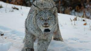 We did not find results for: Dnr Cat Sighted Near Lexington Could Be Rare Lynx