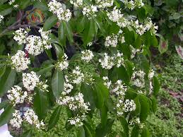 Image result for Holarrhena floribunda