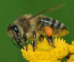 As with other brood diseases, the bees remove the infected brood with their hygiene behavior, which is especially effective for white mummies. Western Honey Bee Wikipedia