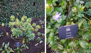 Apart from the myriad rashes that form when we swim and surf, rash guards protect us from a whole host of other things, not least of which the sun. Poison Garden Curates Medicine S Medieval Roots Shots Health News Npr