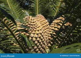 Image result for Encephalartos lebomboensis