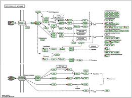 Image result for Kedrostis abdallai