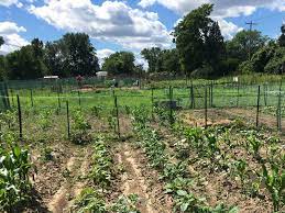 A community gardenis any piece of land where plants are grown and maintained by a group of individuals from the community. Community Gardens Soil Science Society Of America