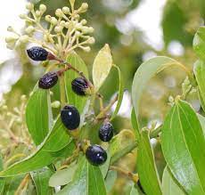 When harvesting the spice, the bark and leaves are the primary parts of the plant used. Polynesian Produce Stand Ceylon Cinnamon Tree Live Spice Tree Plant Seedling 9b Plant Seedlings Trees To Plant Food Garden