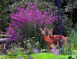 Deer eat the lilies and take a few flowers off the hydrangeas. Best Deer Resistant Plants Plants That Deer Don T Eat