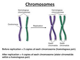 A homologous pair of chromosomes is homologous because: The Cell Cycle Cell Division Ppt Download